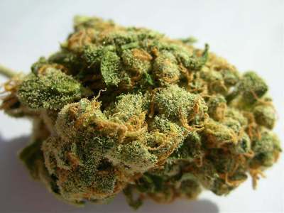 Jack Herer Strain